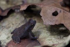 Rhinella margaritifera