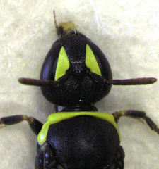 Hylaeus euxanthus