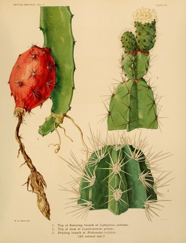 Leptocereus arboreus