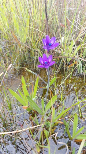 Image of Babiana angustifolia by (c) Jacques van der Merwe, some rights reserved (CC BY-SA)
