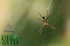 Micrathena militaris