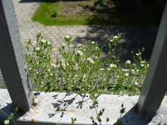 Arenaria leptoclados