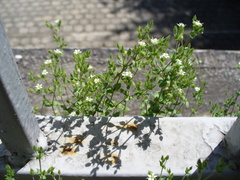 Arenaria leptoclados