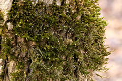 Forsstroemia trichomitria