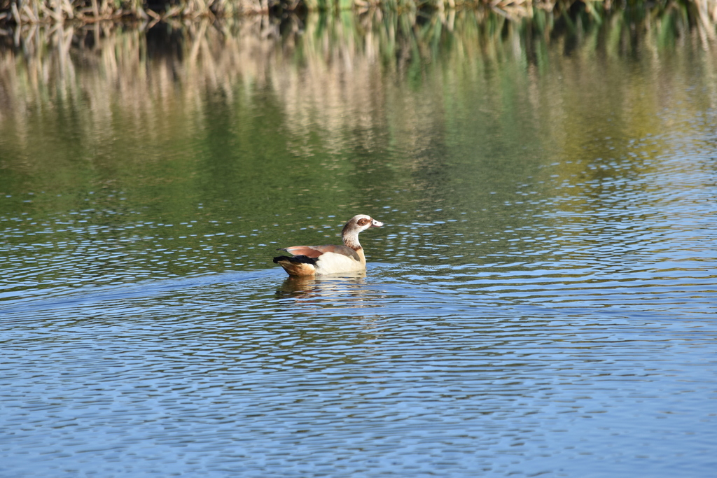 Egyptian Goose from Porto, Portugal on February 11, 2019 at 10:22 AM by ...