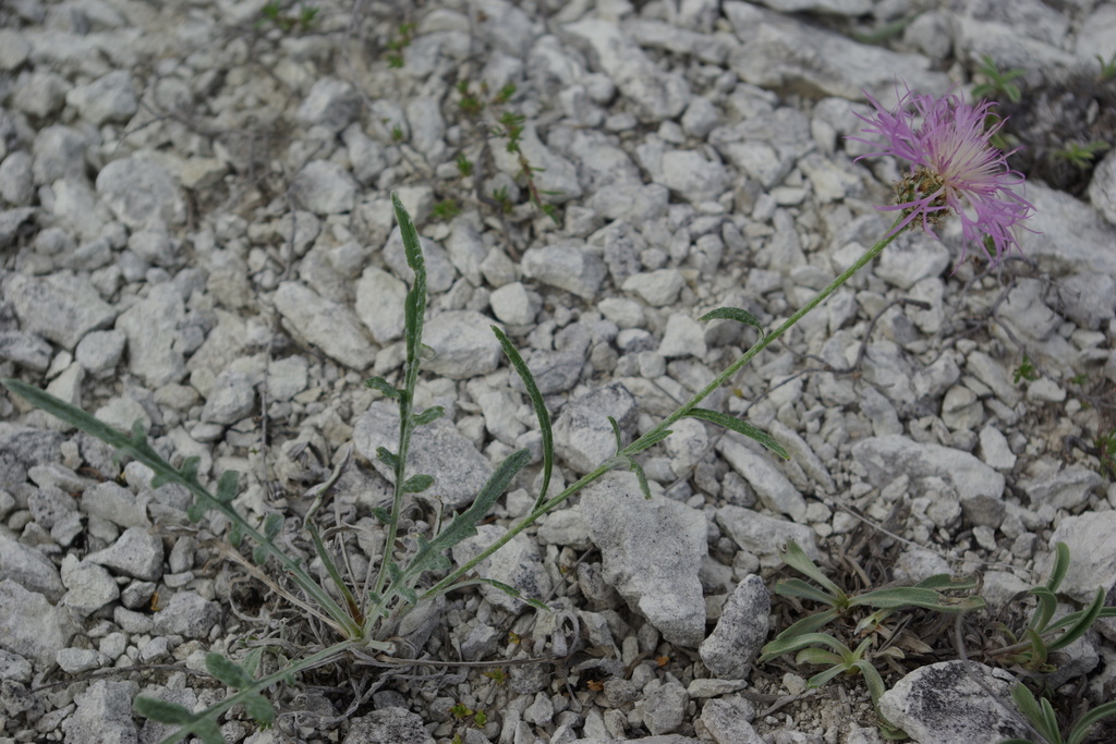 Psephellus boissieri