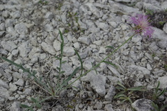 Psephellus boissieri