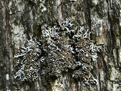 Physconia perisidiosa