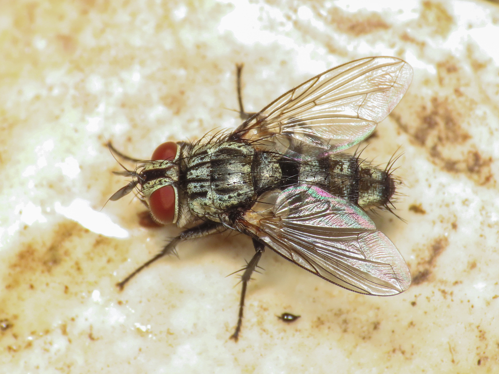 European Tachinid Fly