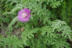 Psephellus daghestanicus