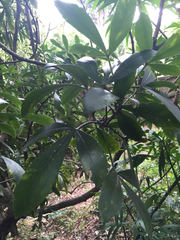 Pseudopanax crassifolius × lessonii