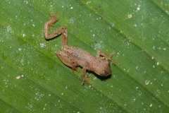Dendropsophus haraldschultzi