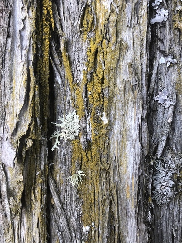 Candelariella xanthostigma image