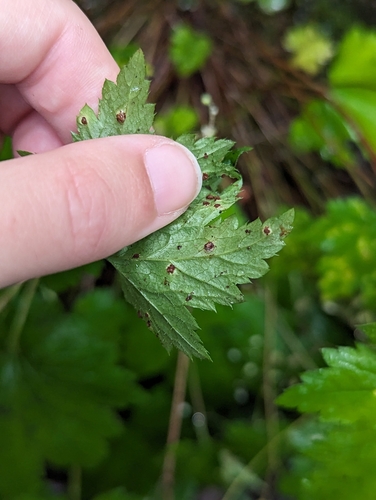 Image of Heuchera glabra by (c) Skyler Principe, some rights reserved (CC BY)