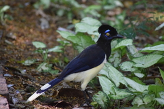 Cyanocorax chrysops