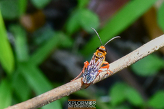 Sphex jamaicensis