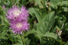 Psephellus paucilobus