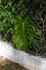 Monstera deliciosa