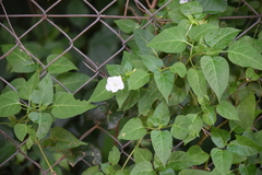 Mirabilis jalapa