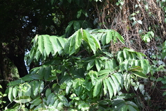 Magnoliopsida