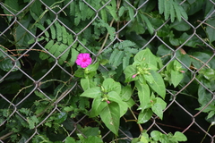 Mirabilis jalapa