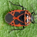 Painted Bug - Photo (c) Andrey Ponomarev, some rights reserved (CC BY-NC), uploaded by Andrey Ponomarev