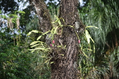 Epiphyllum phyllanthus