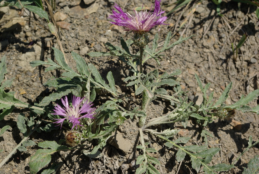 Psephellus hymenolepis