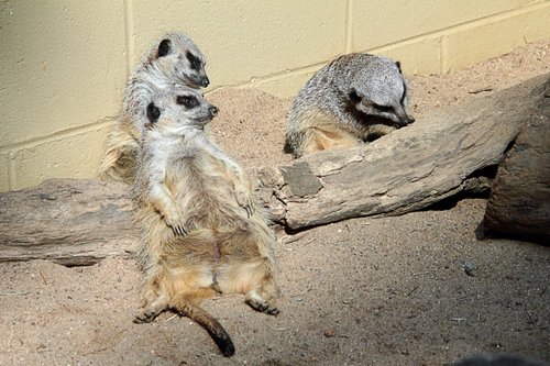 Suricata suricatta