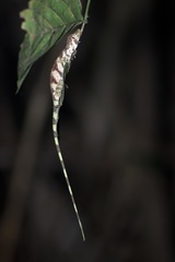 Anolis transversalis