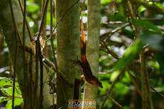 Anolis quadriocellifer