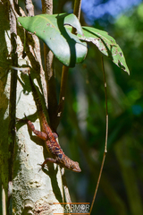 Anolis quadriocellifer