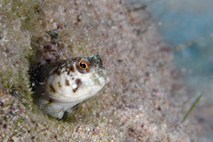 Emblemaria pandionis