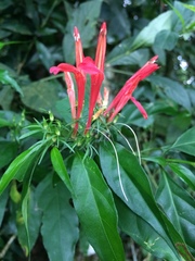 Justicia brasiliana