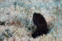 Emblemaria pandionis