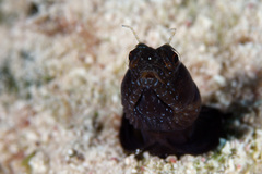 Emblemaria pandionis