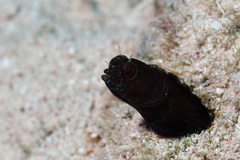 Emblemaria pandionis