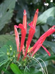 Justicia brasiliana