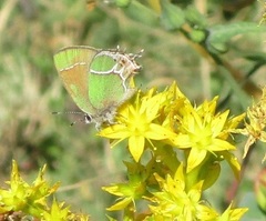 Callophrys xami xami