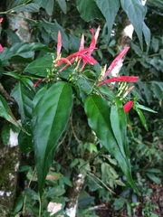 Justicia brasiliana