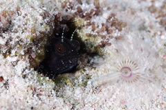 Emblemaria pandionis