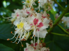 Aesculus hippocastanum