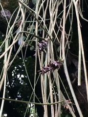 Acanthostachys strobilacea