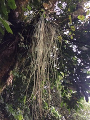 Acanthostachys strobilacea