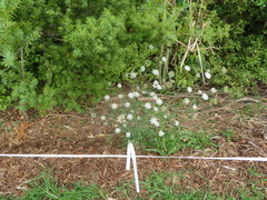 Podocarpus totara