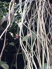 Acanthostachys strobilacea