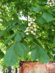 Aesculus hippocastanum