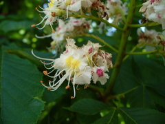 Aesculus hippocastanum