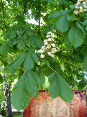 Aesculus hippocastanum