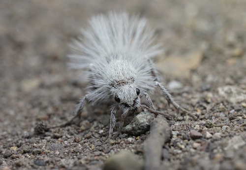 Thistledown Velvet Ant